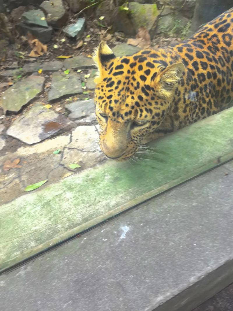 动物凶猛全文在线阅读-经典小说无删节版
